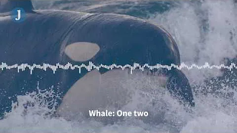 Listen to these Orca whales imitate human speech