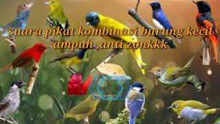 SUARA PIKAT BURUNG KECIL,DI JAMIN AMPUH