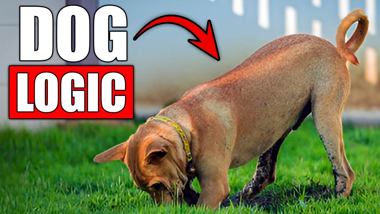 10 странных поступков собак, которые на самом деле имеют смысл