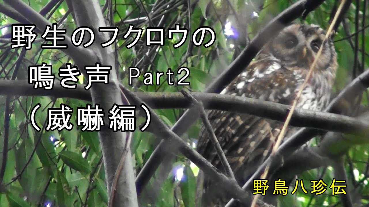 フクロウ の 鳴き声