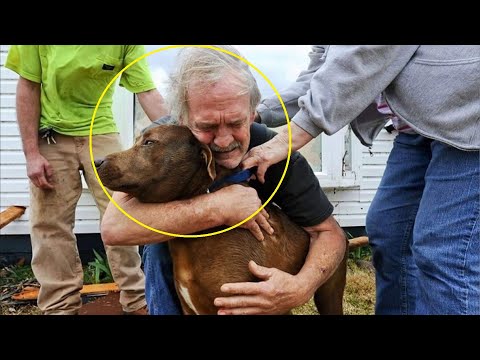 Video: Användning för ritning av salva på hundar