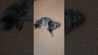 Доброе слово и кошке приятно! Прелесть моя, Муизза! #моякошка  #красиваякошка #cat