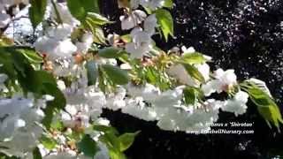 Prunus x 'Shirotae' video