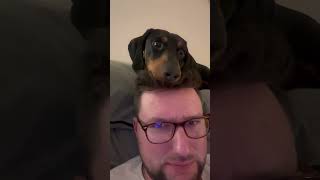 Precious Dachshund Poses With Owner