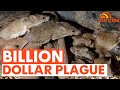 The SHOCKING new details of Australia's mouse plague | 7NEWS