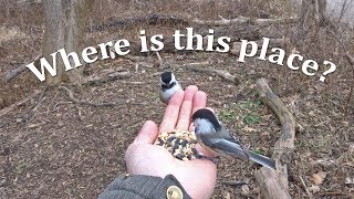 Secrets of hand feeding wild birds