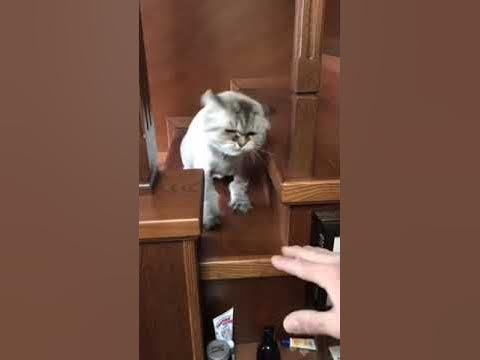Кот злится - YouTube