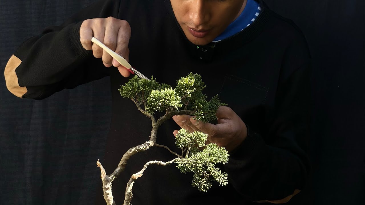 Trabajo terminado por hoy, el Shimpaku continúa su camino. 