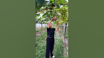 sunshine rose grapes farming fruit pruning #grapenation​ #grapecare​ #grape​ #grapevinecare​