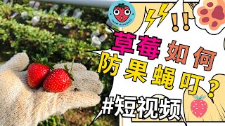 Terra Farm和平农场内的草莓种植法 #shorts
