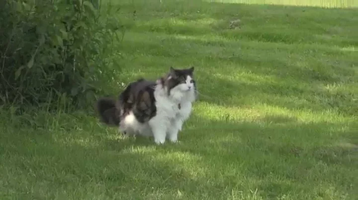Watch the video about Ersie the Norwegian Forest Cat at Farm House