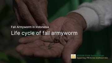 The life cycle of the fall armyworm (FAW)