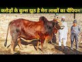 Top Quality Sahiwal Bulls Pushup Noora From Gurmukh Sahiwal Dairy Farm