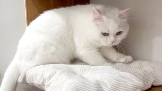 寝床をふみふみするモフ猫が可愛すぎた…！
