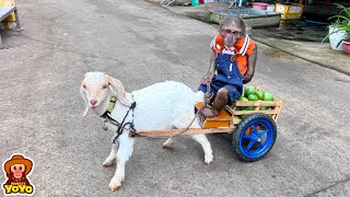 YoYo takes goat to harvest passion fruit to sell