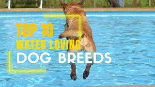 Top 10 Water Loving Dog Breeds by Just6F 2,177 views 2 years ago 12 minutes, 42 seconds