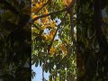 Ilanti tree or fruit ekkadaina chusara? Guess and Comment.....#youtubeshorts