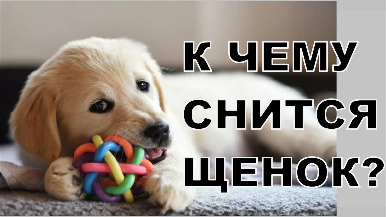 Приснилось щенок к чему это. К чему снится собачка. Приснилось щенок к чему это. Приснилось щенок к чему это. Собаки видят сны.