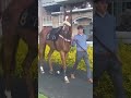 Pretty horses at Warwick 💁‍♀️