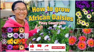  How To Grow African Daisies - Pinay Countrylife