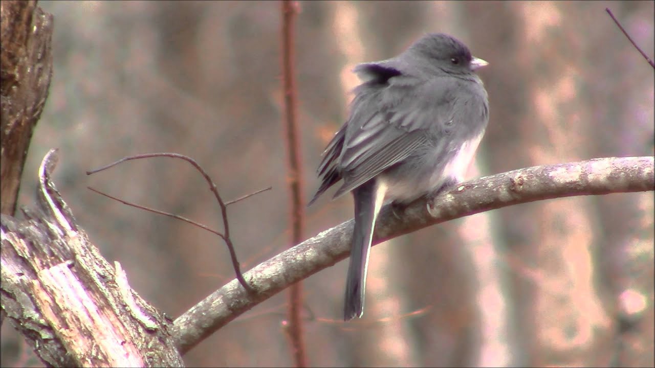 Dark Eyed Junco 