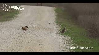 Attwater Prairie Chicken Dance