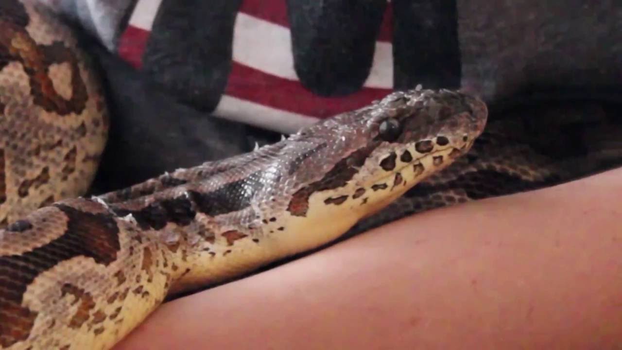 Purity Ring "Ungirthed" (Music Video)