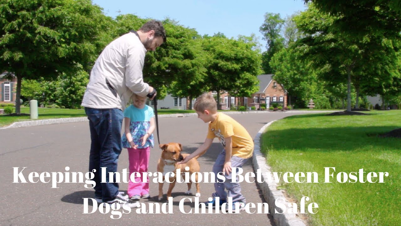 Keeping Interactions Between Foster Dogs and Children Safe