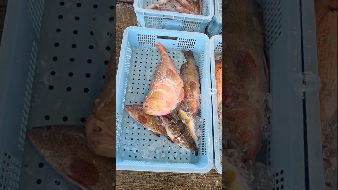 Do you know Satsuomishima? Katana Market on February 23, 2026