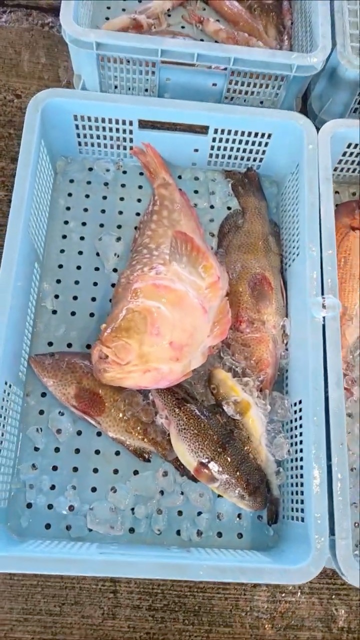 Do you know Satsuomishima? Katana Market on February 23, 2026