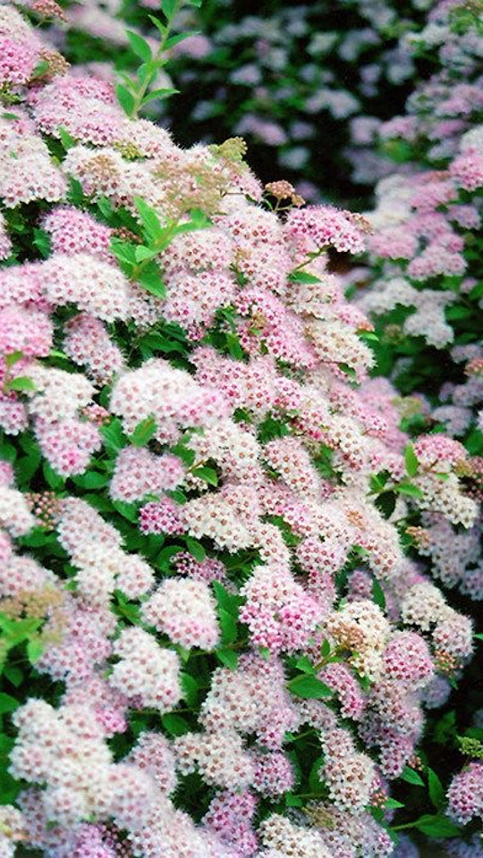 Стрижка спиреи ️🌳Чем подстричь кусты? Дайсон садового мира #стрижка # ...