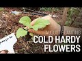 Planting cold hardy flowers in August to overwinter (Zone 7) Deer tolerant! | GroundedHavenHomestead