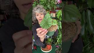 Caring for Calathea | Calathea Care in Winter | Tula House | Learn How to  Care for Calathea Plants
