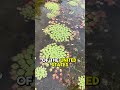Is this the most fascinating emergent water garden plant? 🤔 #aquaticplants #watergarden #koipond