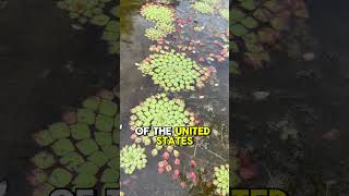 Is this the most fascinating emergent water garden plant? 🤔 #aquaticplants #watergarden #koipond