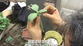 菜園作業 キュウリの断根挿し接ぎ Youtube