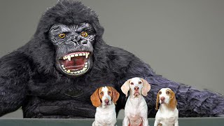 Dogs Vs Giant Gorilla Funny Dogs Maymo & Friends