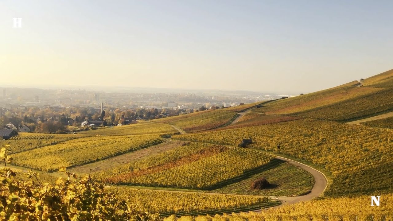 Der Heilbronner Bürgerwein