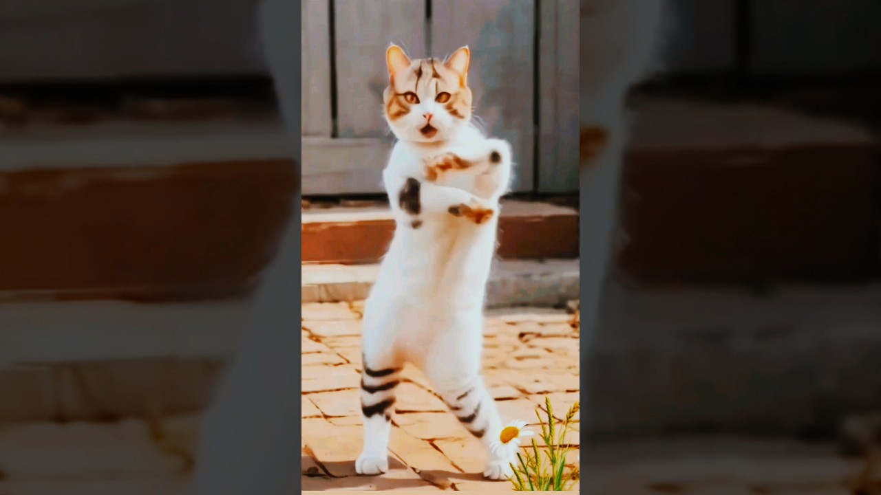 Super cute dance 🥰 #cute #cat #catlover #funny #short #shorts #shortvideo #yt #ytshort #ytshorts Super cute dance 🥰 #cute #cat #catlover #funny #short #shorts #shortvideo #yt #ytshort #ytshorts