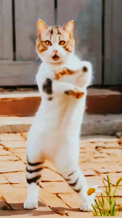 Super cute dance 🥰 #cute #cat #catlover #funny #short #shorts #shortvideo #yt #ytshort #ytshorts