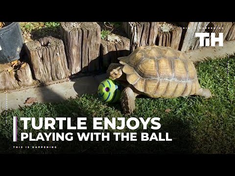 Turtle Enjoys Playing With Ball in Backyard