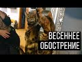 Бенгальский кот . Весеннее обострение