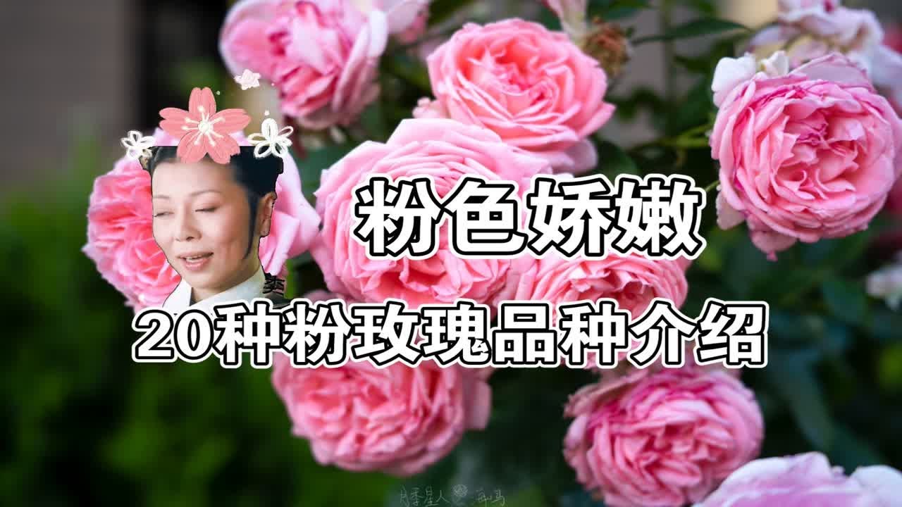 20种粉色系月季品种介绍(古代水手、舍农索、花宫娜等)