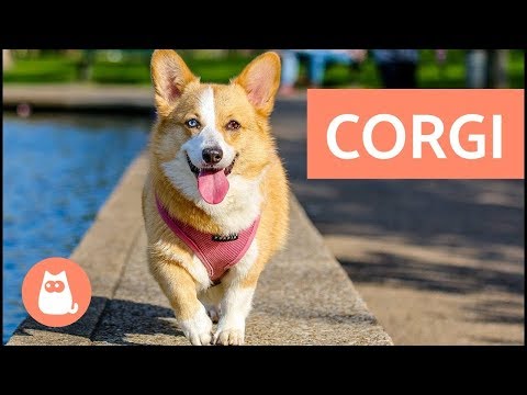 Video: Razza Di Cane Corgi: Descrizione, Recensioni, Prezzi