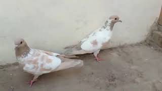 Pishori Hi Pishori *New Video 19 November 2021 # 031005-77777