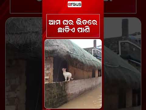 ଆମ ଘର ଭିତରେ ଛାତିଏ ପାଣି | Flood News | Odisha Flood | Flood Alret |  Argus News