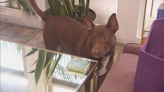 How This Dog Learned to Talk screenshot 5