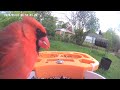 Red bird video afternoon today 