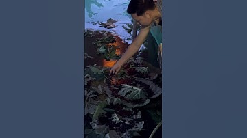 Nguyên nhân ốc bị mòn đít kẻ vỏ #ocnhoi #ốcbươuđen #mohinhnuoioc