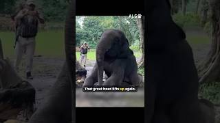 A young elephant goes down, and a whole team gets him up 🐘❤️  #ElephantRescue #WildlifeRescue